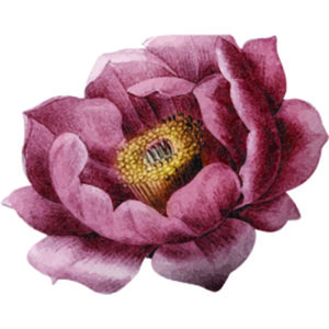 Closure seal 4